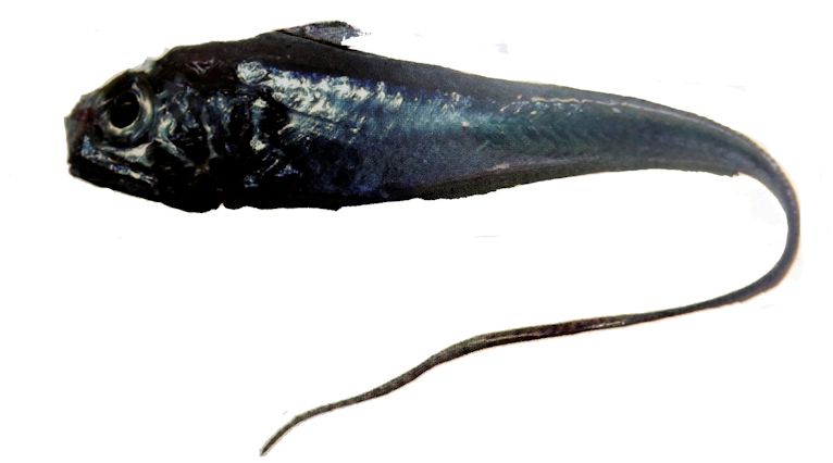 Hymenocephalus italicus_010203